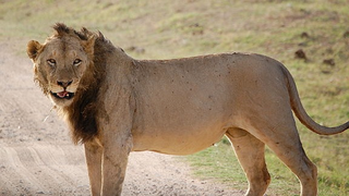 Illustration for article titled Here's Part of the Reason Why These Male Lions Are Maneless